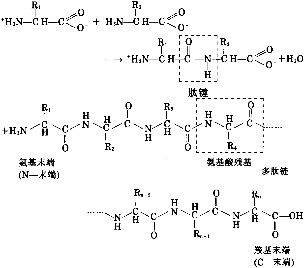 五、蛋白质的多肽链结构